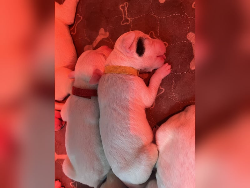 Dogo Argentino Welpen