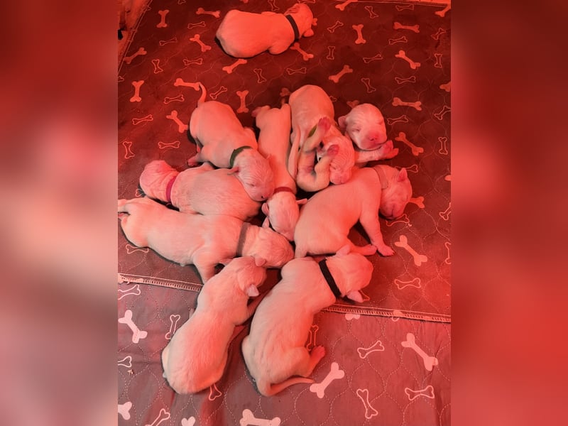 Dogo Argentino Welpen