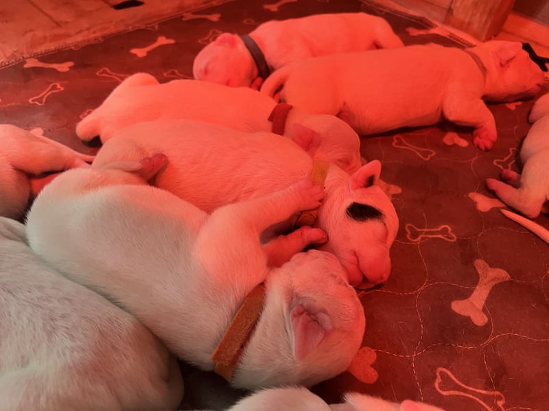 Dogo Argentino Welpen