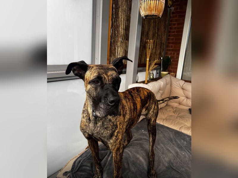 Ziva Tierschutzhund sucht ein Zuhause