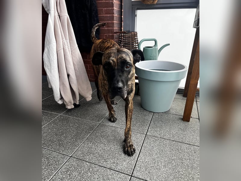 Ziva Tierschutzhund sucht ein Zuhause