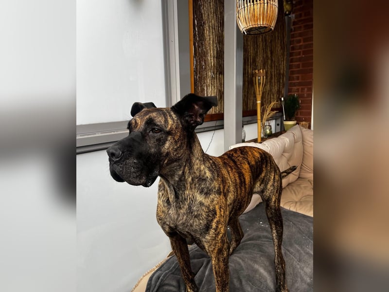 Ziva Tierschutzhund sucht ein Zuhause