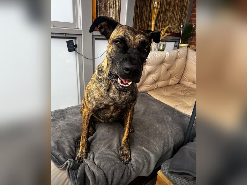 Ziva Tierschutzhund sucht ein Zuhause