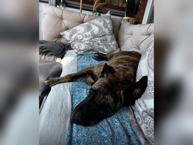 Ziva Tierschutzhund sucht ein Zuhause