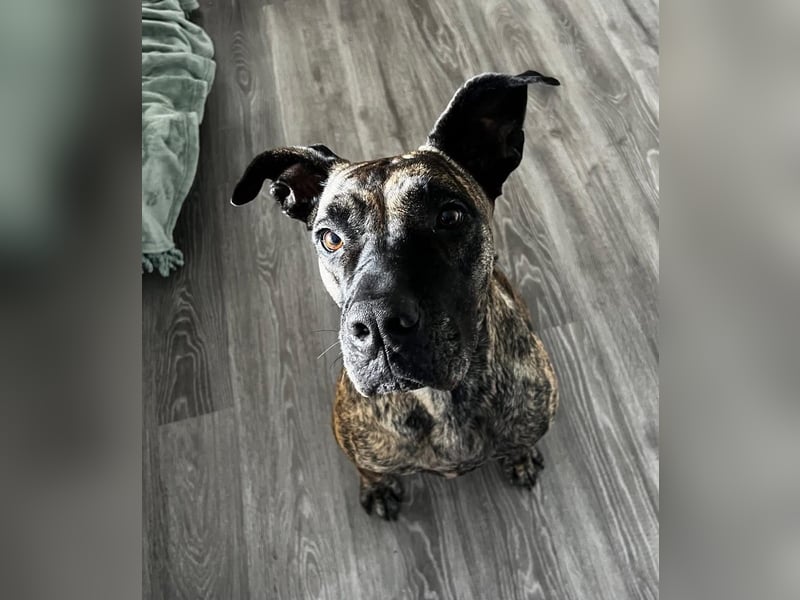 Ziva Tierschutzhund sucht ein Zuhause