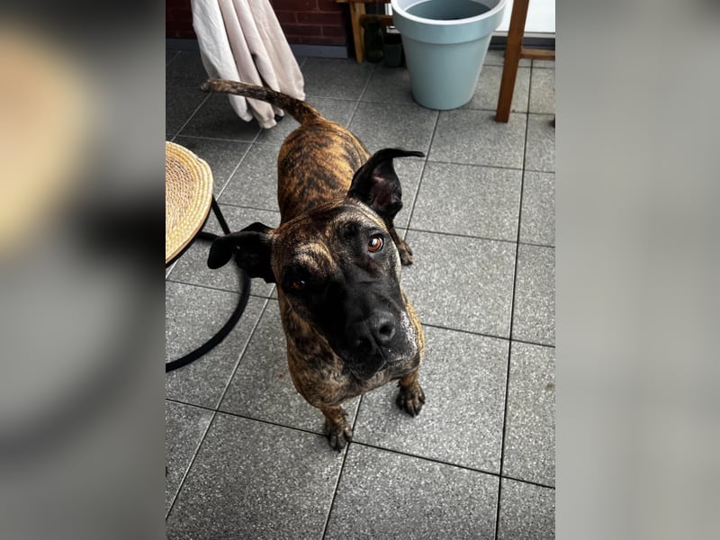 Ziva Tierschutzhund sucht ein Zuhause