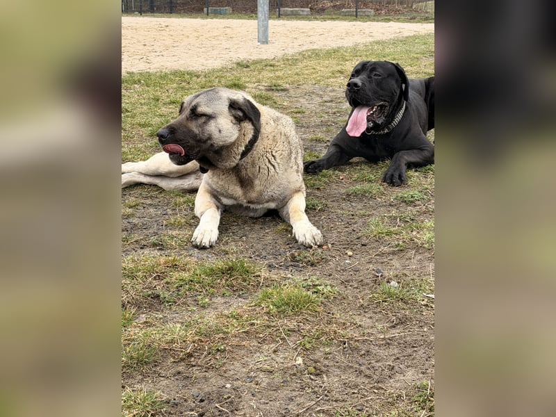 IMPONIERENDER PRESA CANARIO DECKRÜDE – DUMAN