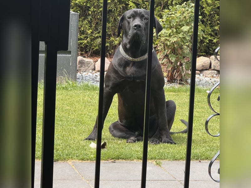 IMPONIERENDER PRESA CANARIO DECKRÜDE – DUMAN