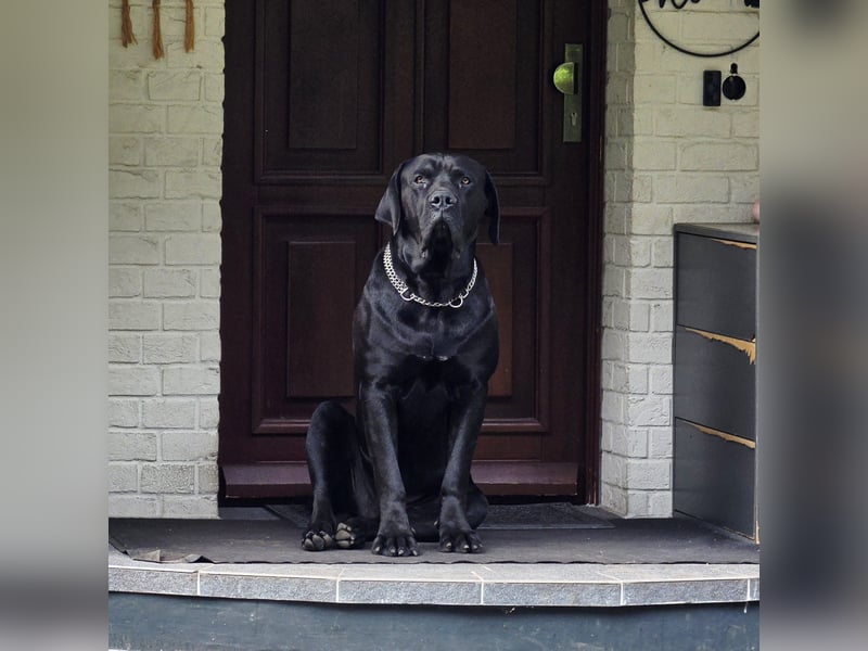 IMPONIERENDER PRESA CANARIO DECKRÜDE – DUMAN