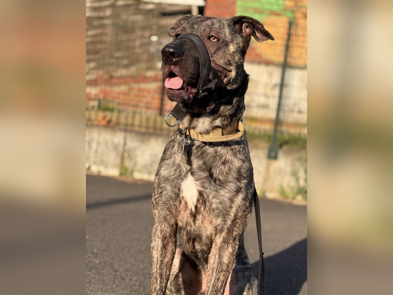 Apollo sucht sein Glück