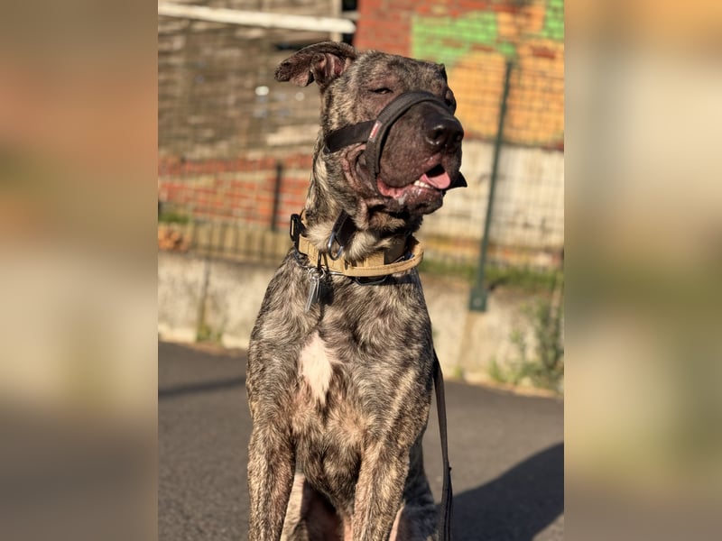Apollo sucht sein Glück
