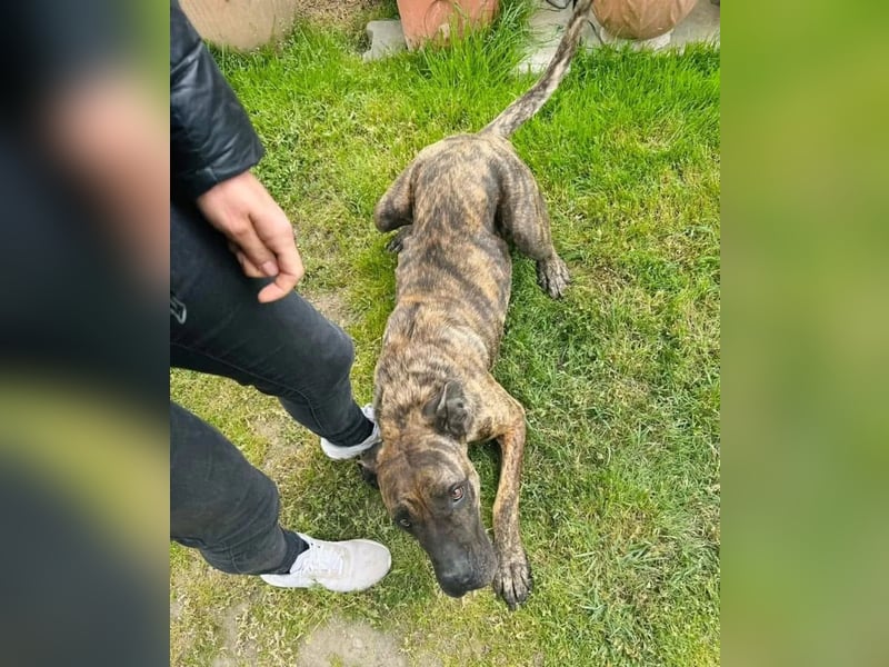 Ziva Tierschutzhund sucht ein Zuhause