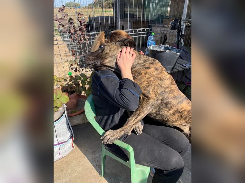 Ziva Tierschutzhund sucht ein Zuhause
