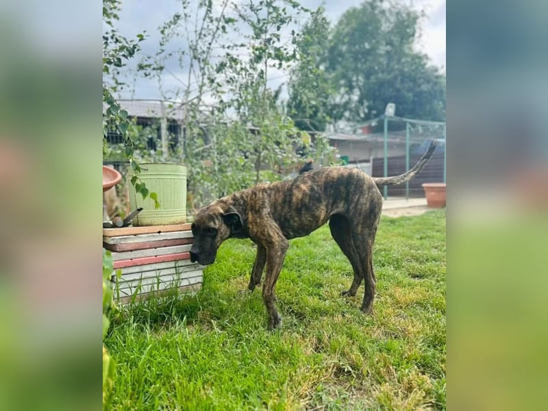 Ziva Tierschutzhund sucht ein Zuhause