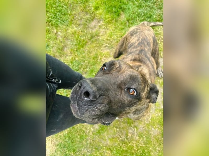 Ziva Tierschutzhund sucht ein Zuhause