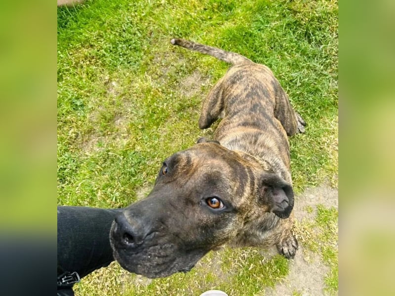 Ziva Tierschutzhund sucht ein Zuhause
