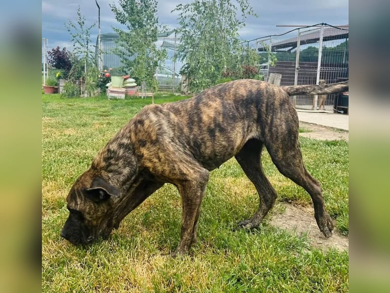 Ziva Tierschutzhund sucht ein Zuhause