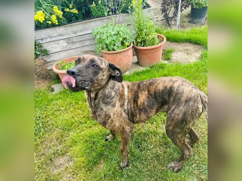 Ziva Tierschutzhund sucht ein Zuhause