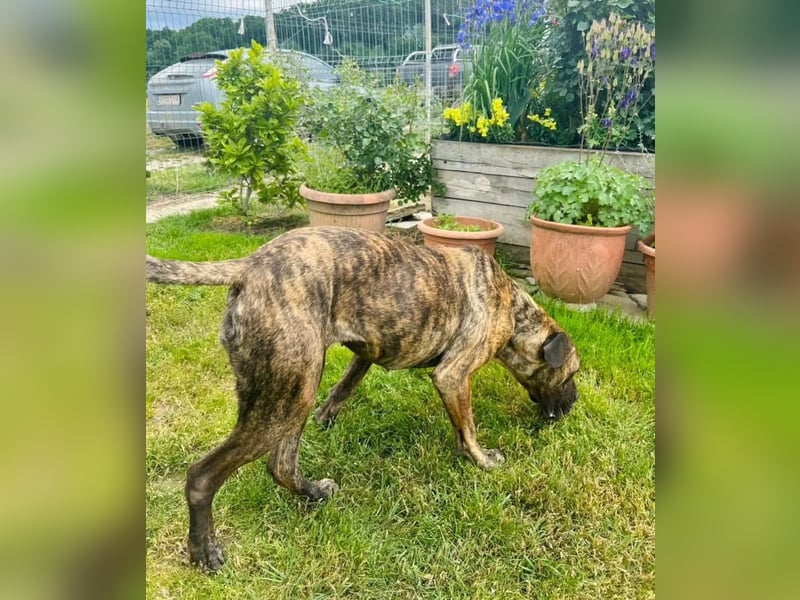 Ziva Tierschutzhund sucht ein Zuhause