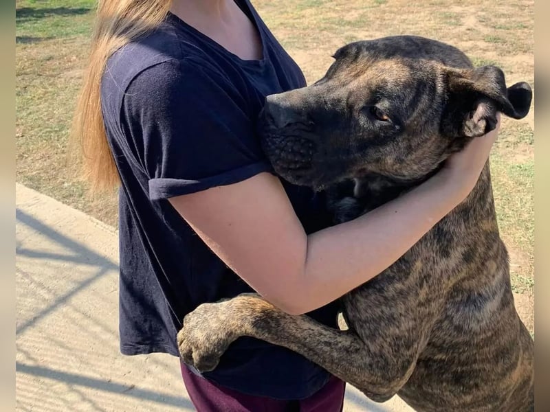 Ziva Tierschutzhund sucht ein Zuhause