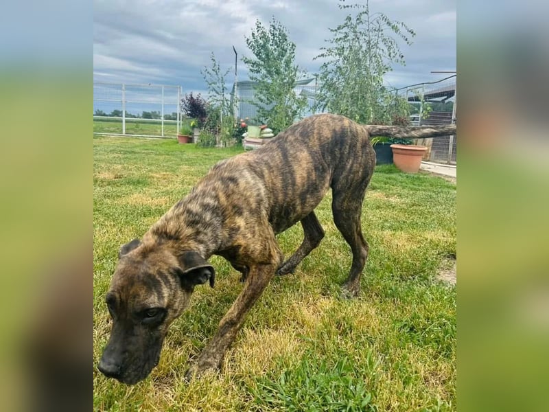 Ziva Tierschutzhund sucht ein Zuhause