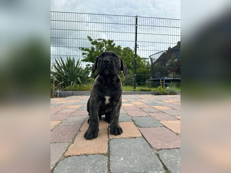 Reinrassige Presa canario Welpen