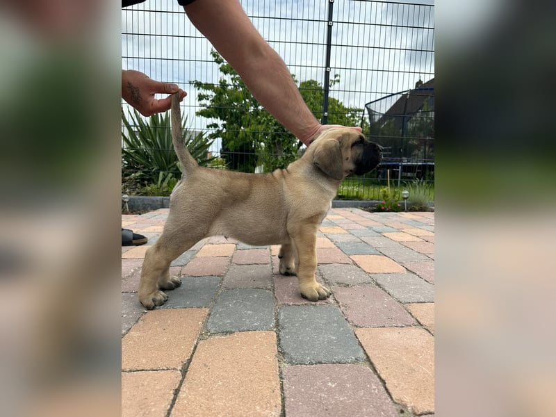 Reinrassige Presa canario Welpen