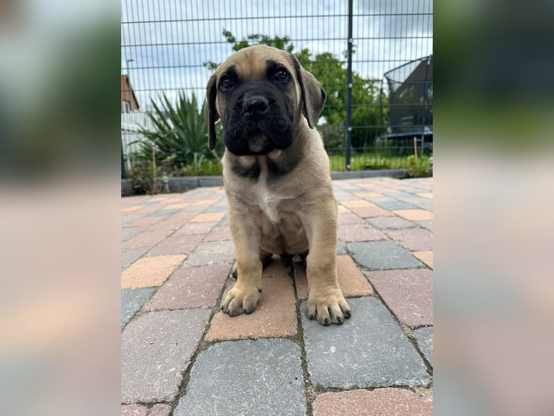 Reinrassige Presa canario Welpen