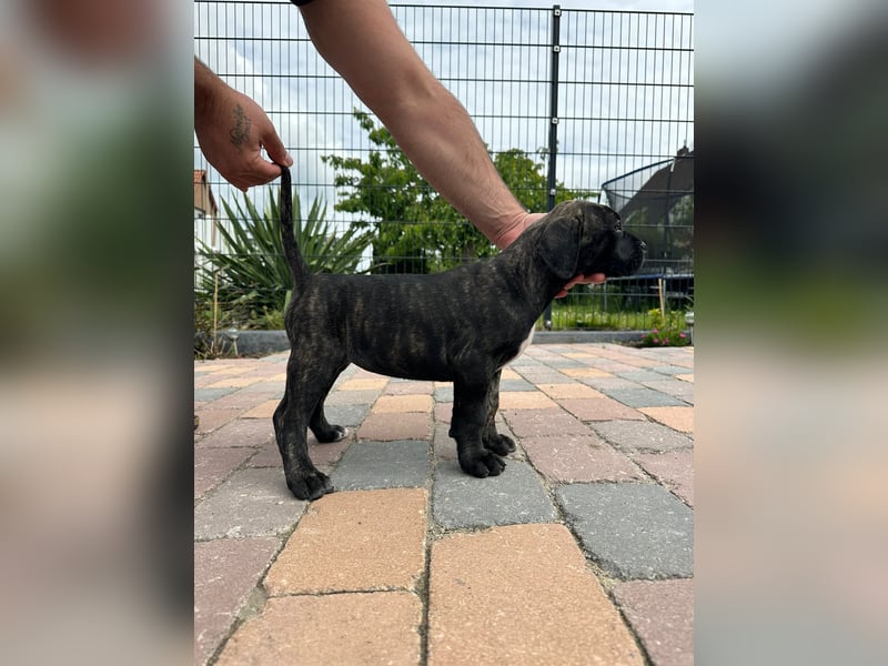 Reinrassige Presa canario Welpen