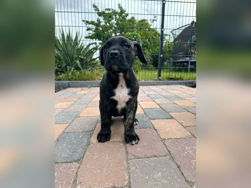 Reinrassige Presa canario Welpen