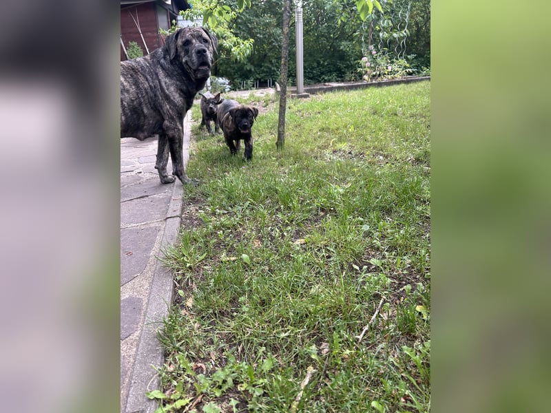 Presa Canario mix Welpen suchen noch ein langfristig neues Zuhause