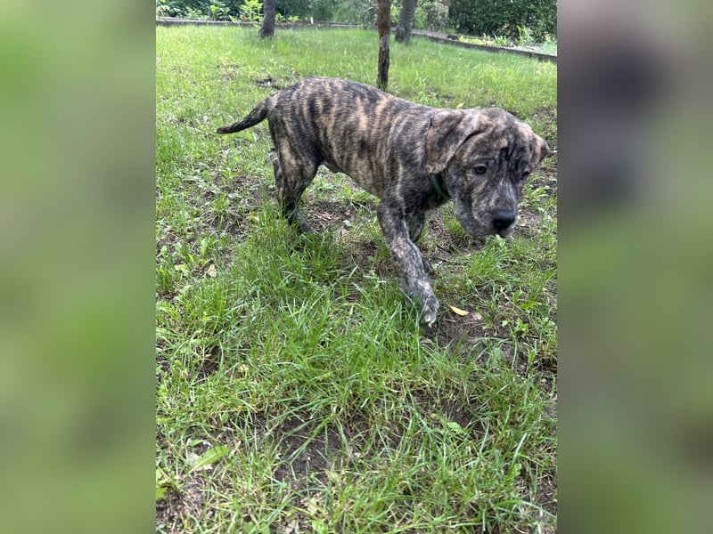 Presa Canario mix Welpen suchen noch ein langfristig neues Zuhause
