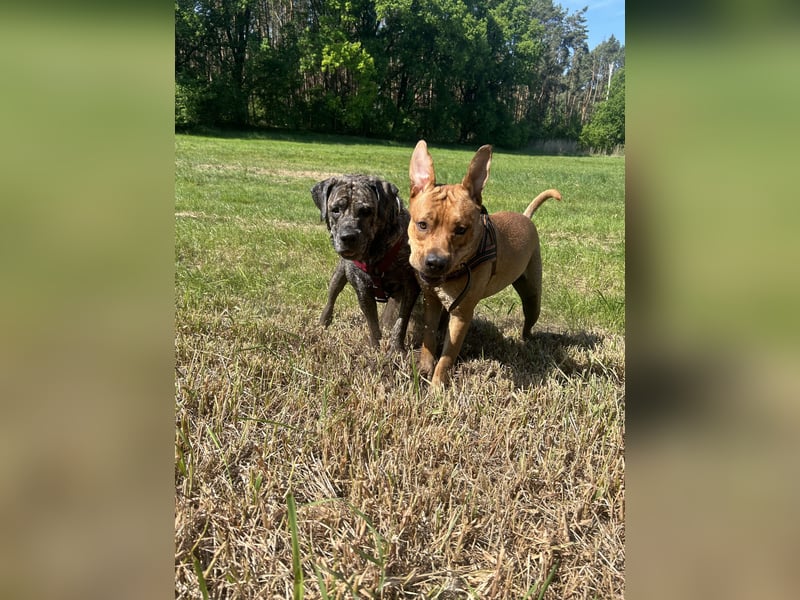 Presa Canario mix Welpen suchen noch ein langfristig neues Zuhause