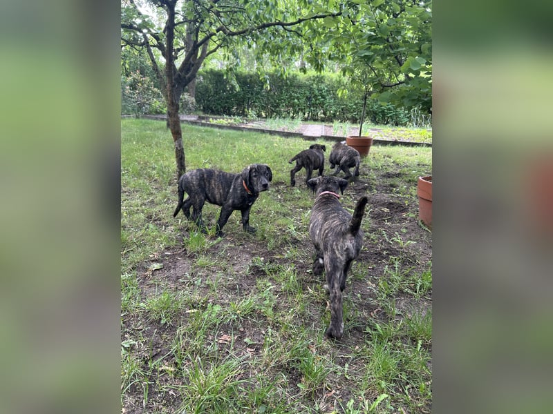 Presa Canario mix Welpen suchen noch ein langfristig neues Zuhause