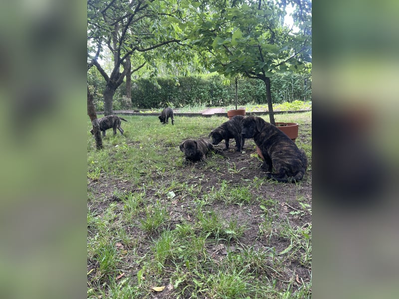 Presa Canario mix Welpen suchen noch ein langfristig neues Zuhause