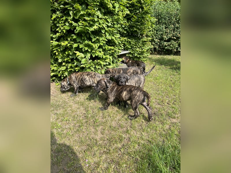 Presa Canario mix Welpen suchen noch ein langfristig neues Zuhause