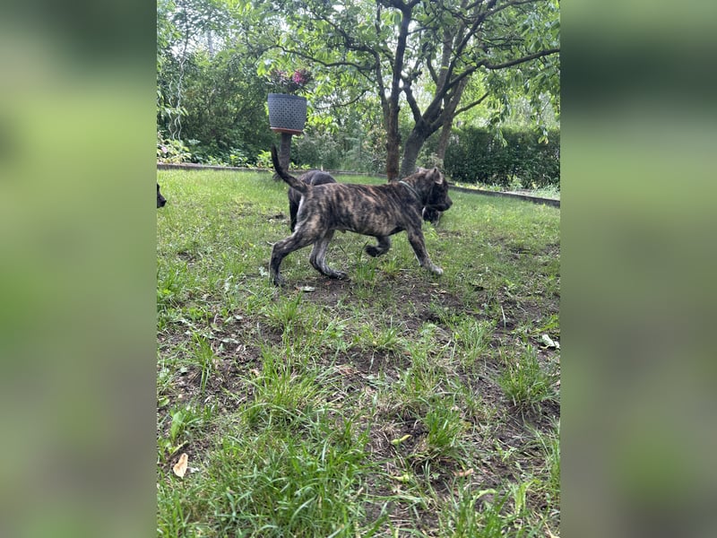 Presa Canario mix Welpen suchen noch ein langfristig neues Zuhause