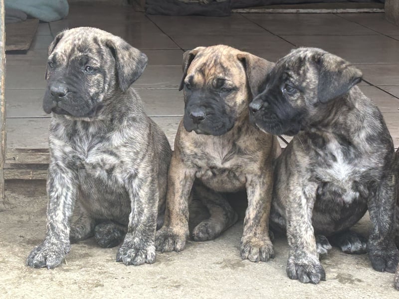 Presa Canario Welpen