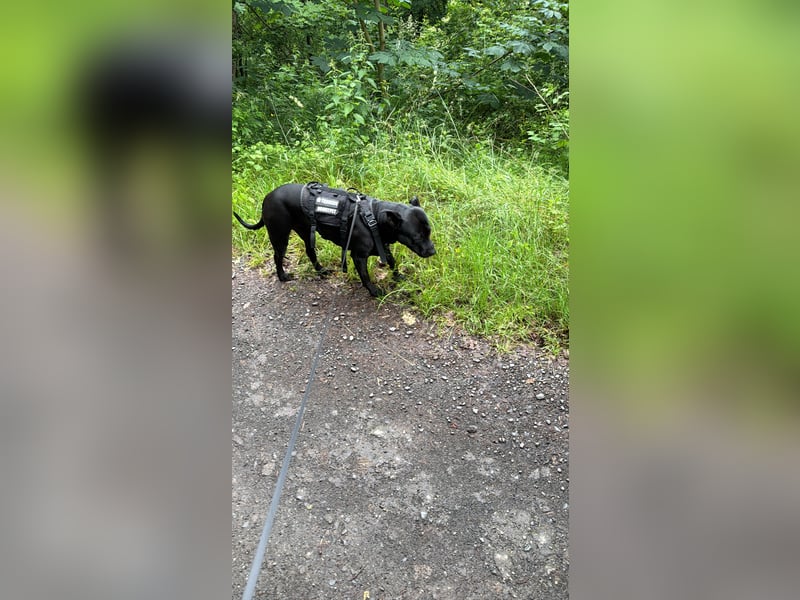 Dogo Canario Mix Hündin aus persönlichen Gründen abzugeben