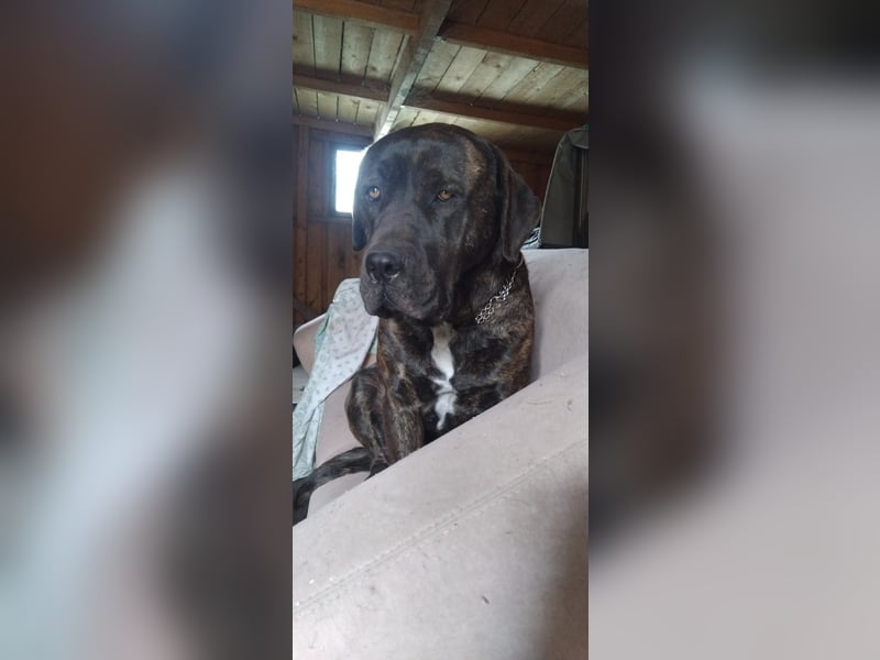 HundDoggen Rottweiler Mix zu verkaufen