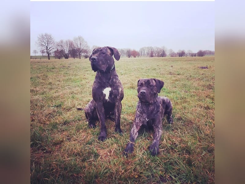 Presa Canario Rüde 8 Jahre Kastriert