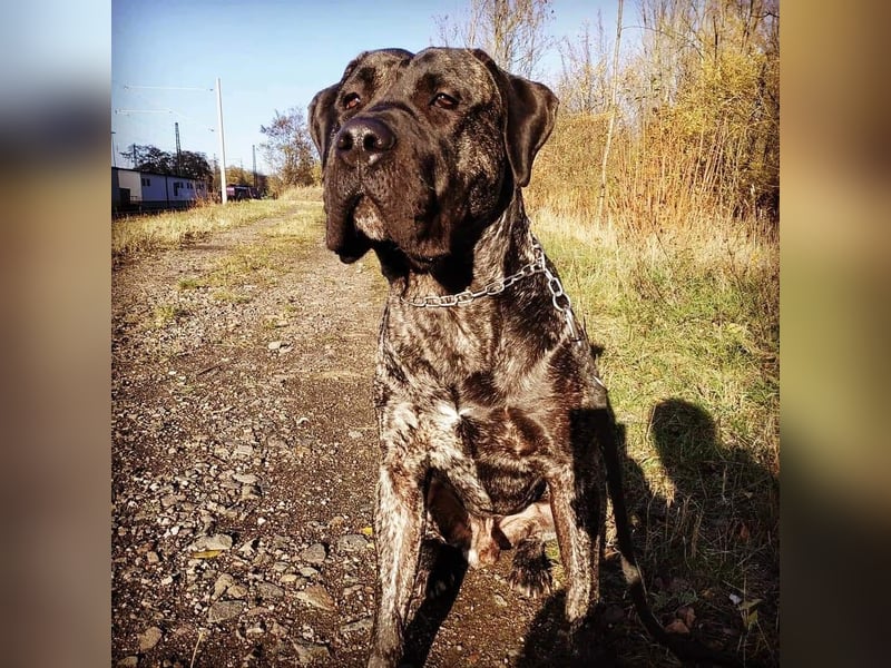 Presa Canario Rüde 8 Jahre Kastriert