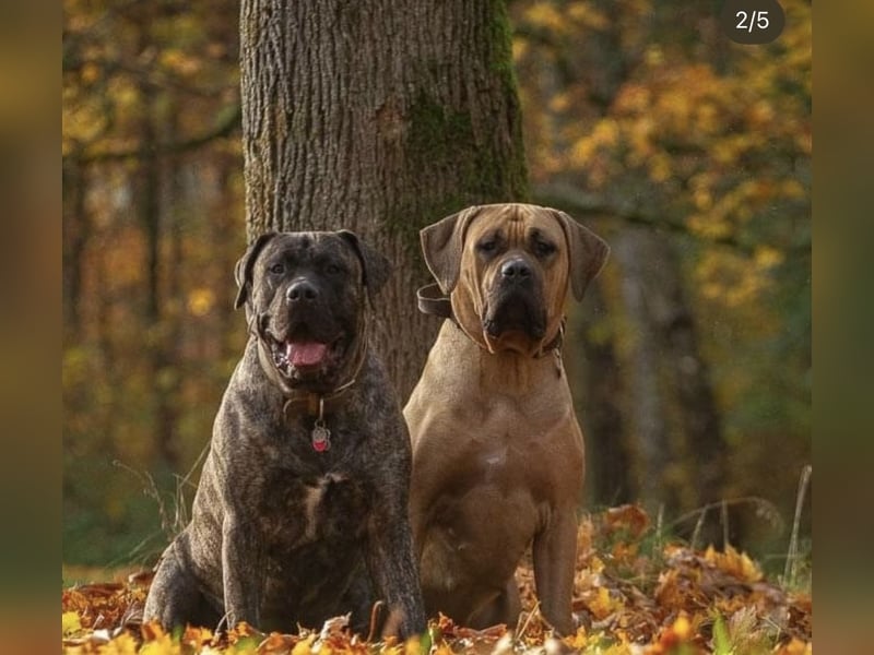 Baxter & Freja suchen ein neues zu Hause