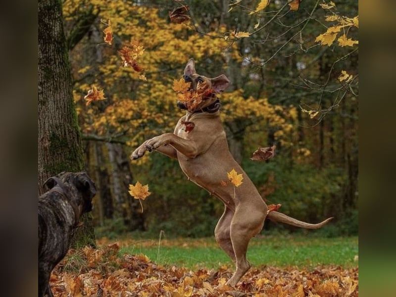 Baxter & Freja suchen ein neues zu Hause