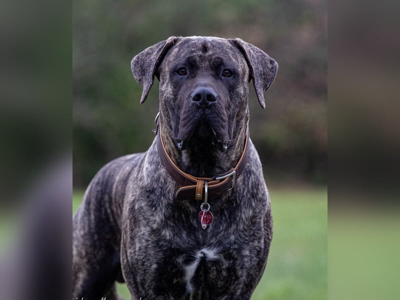 Baxter & Freja suchen ein neues zu Hause