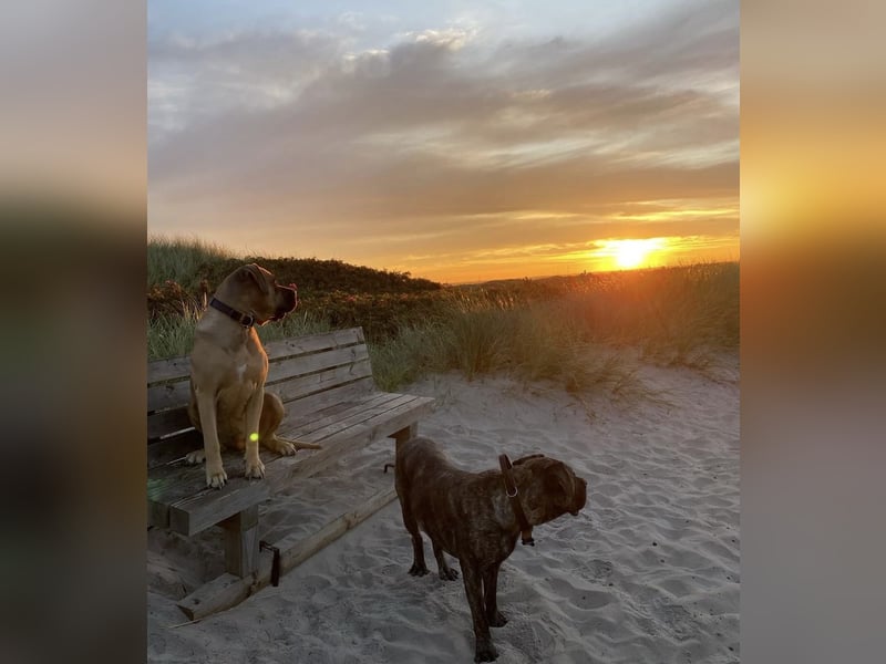Baxter & Freja suchen ein neues zu Hause