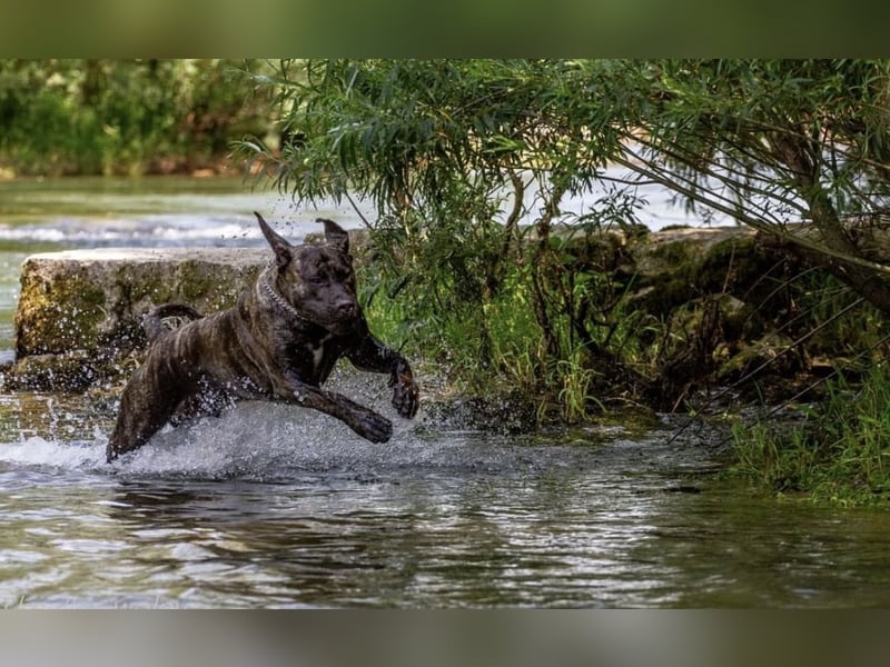 Baxter & Freja suchen ein neues zu Hause