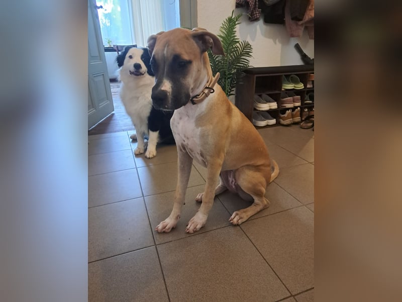 Presa-Canario-Hündin sucht liebevolles Zuhause