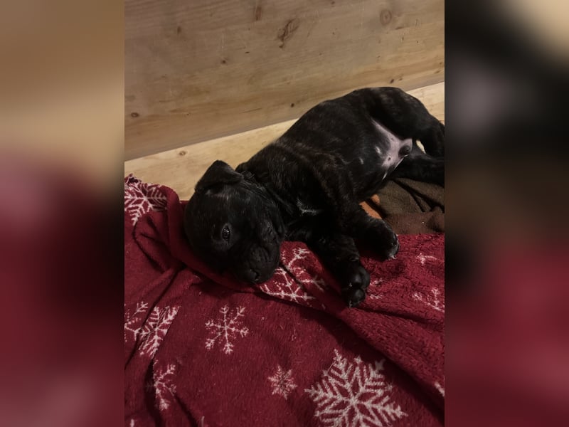 Presa Canario mix Welpen