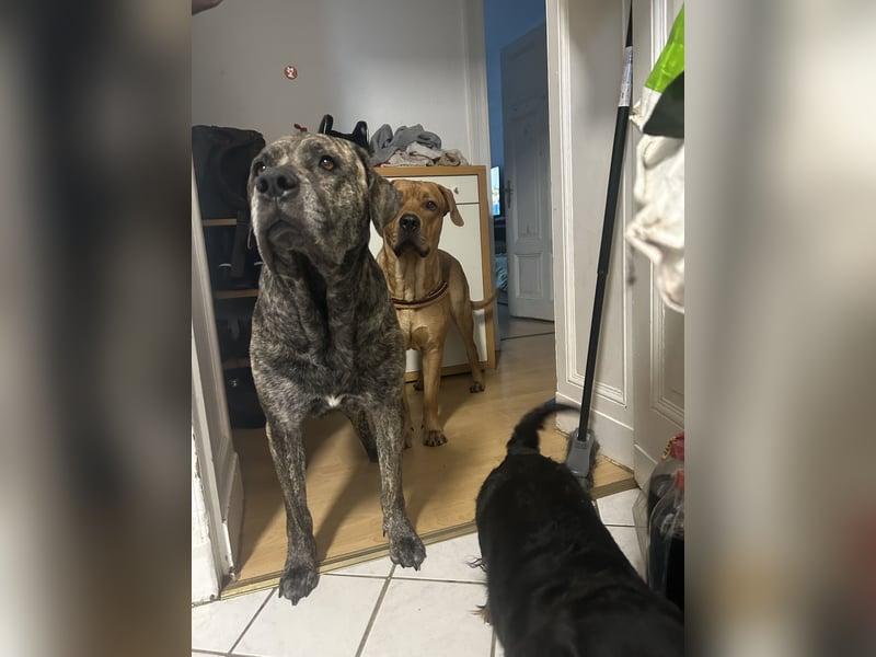 Presa Canario mix Welpen